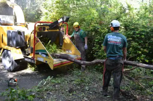 tree services Shadeland